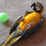 blue and gold macaw, macaws birds