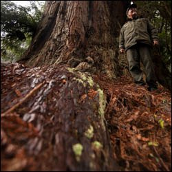 redwood national park ranger Jim Wheeler