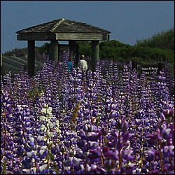 Redwood National Park visitor center with Lupine flowers
