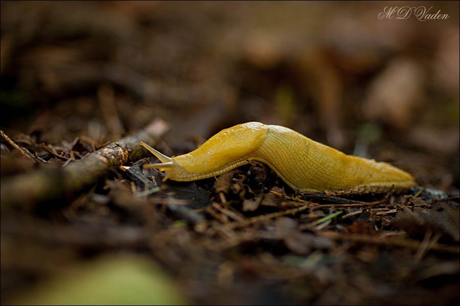 Banana Slug of the Redwood Forest