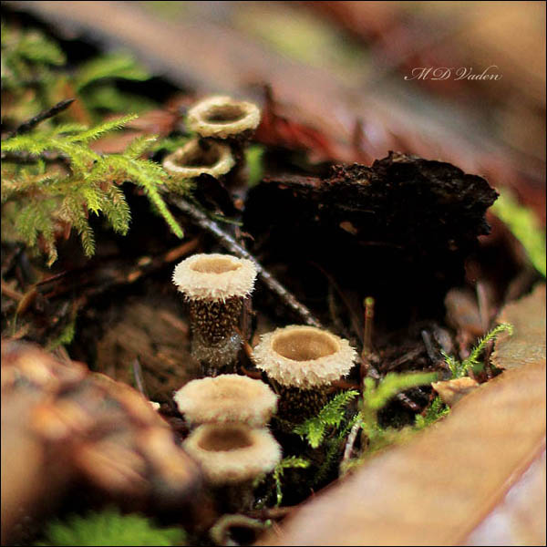 In the redwood forest, birds nest mushroom