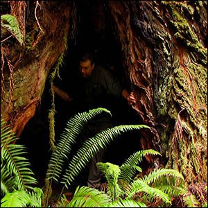 coast redwood cave at Jedediah Smith Redwoods State Park