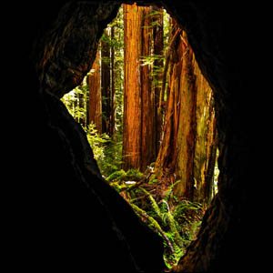 coast redwood cave at Jedediah Smith Redwoods State Park