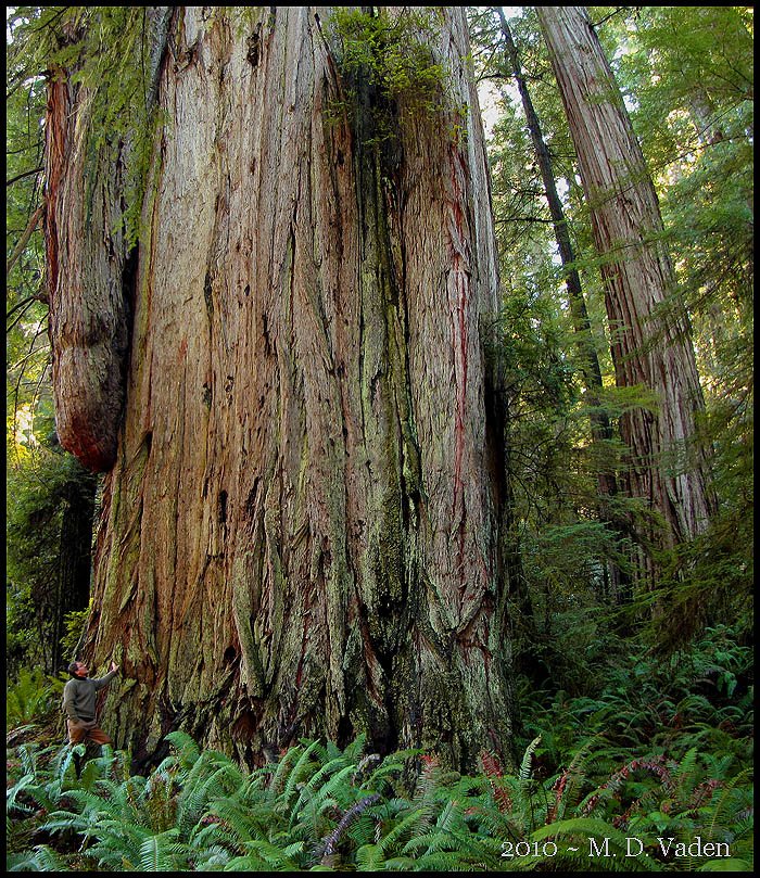 Huge redwood on the fringe of the Grove of Titans named after Chesty Puller, a Marine Corps legend