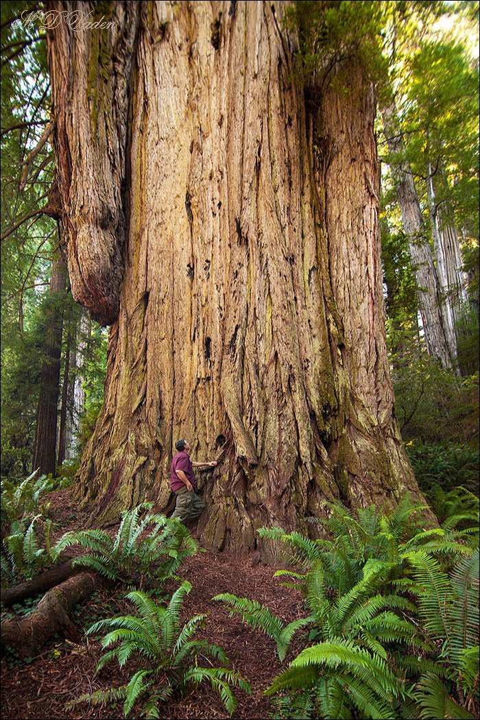 Huge redwood on the fringe of the Grove of Titans named after Chesty Puller, a Marine Corps legend