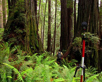 Measuring in a grove among giant clonal curly redwoods