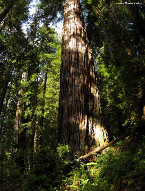 Huge redwood in Prairie Creek Redwoods