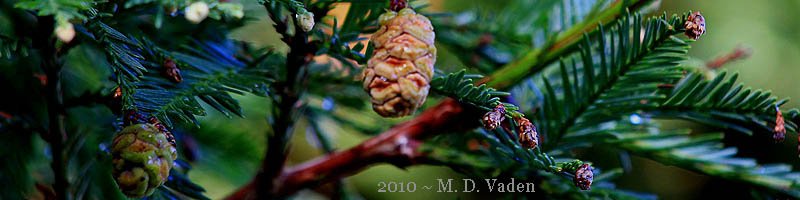 Redwood Cones and Foliage