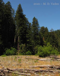 Backpack camping spot along Redwood Creek