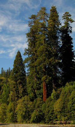 Tall redwoods at the end of the trail hover over river bank