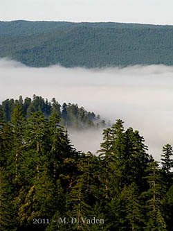 Scenic, viewpoint of fog among redwoods