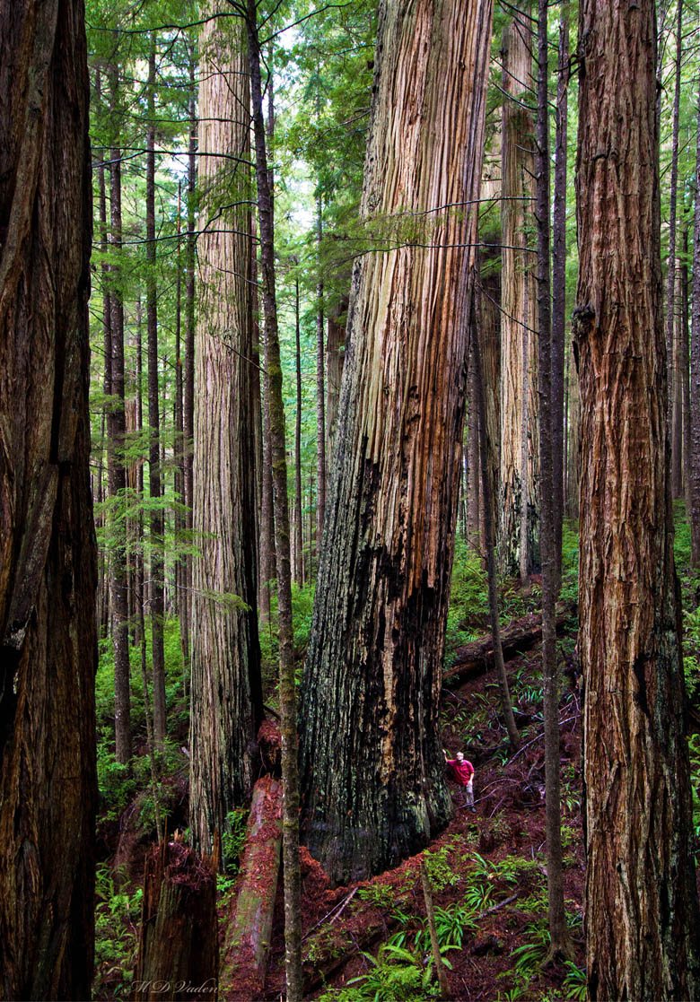 Redwood Adventure near Orick, California. Redwoods Park Giant