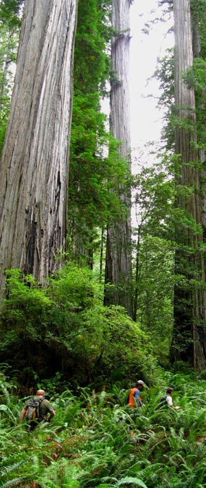 how to measure trees like redwoods