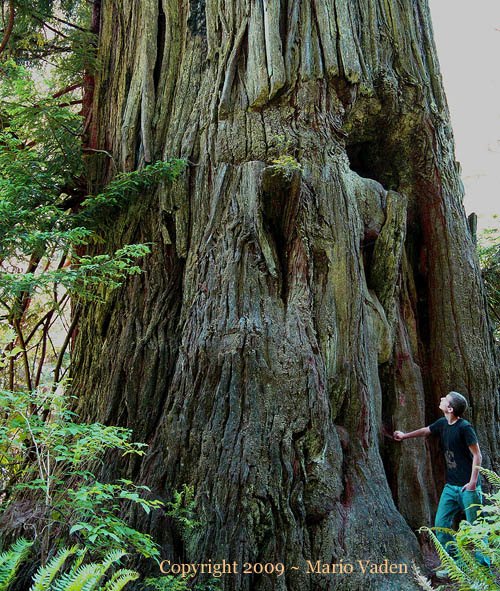 Drury Redwood found by Michael Taylor