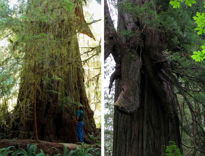 Del Norte Titan Coast Redwood discovered by Sillett and Taylor