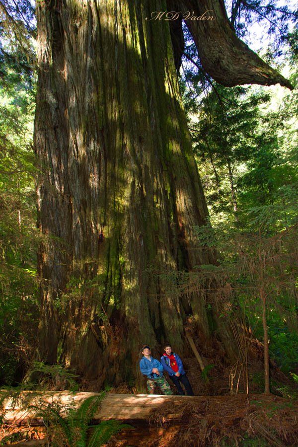El Viejo del Norte Coast Redwood discovered by Sillett and Taylor