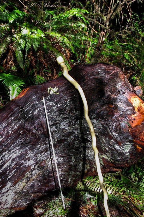 Del Norte Titan Coast Redwood fallen wood and canopy scientist arrow