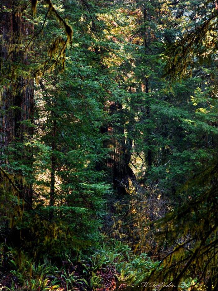 El Viejo del Norte Coast Redwood in Grove of Titans by Mill Creek trail
