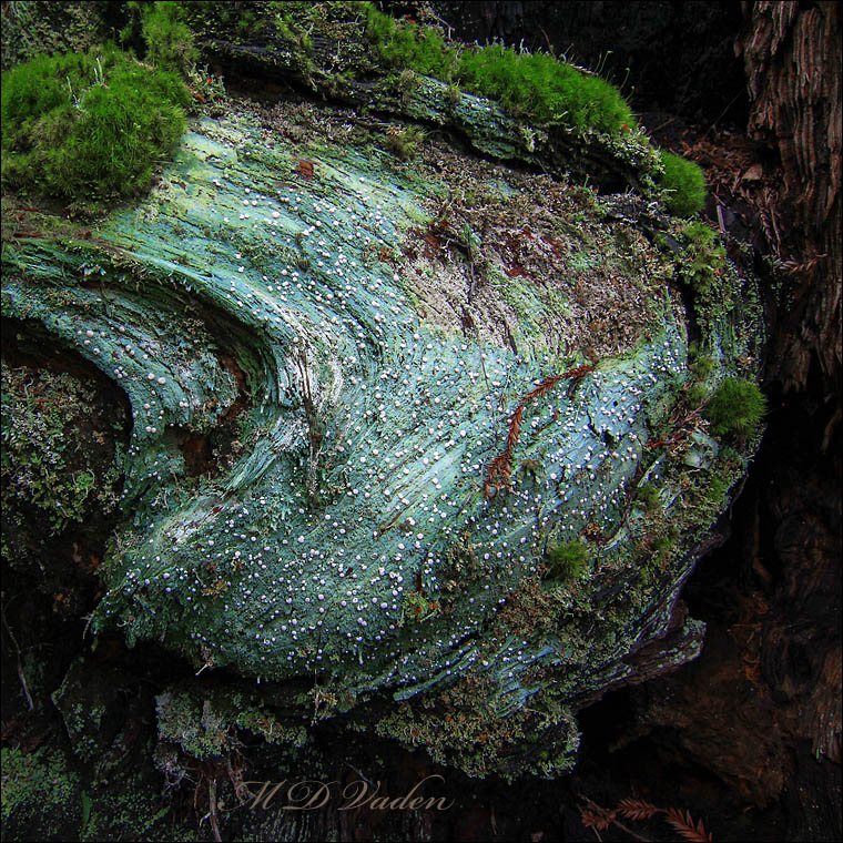 Fairy Puke Lichen in Coast Redwood Forest
