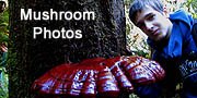 Giant mushroom fungi in redwood forest