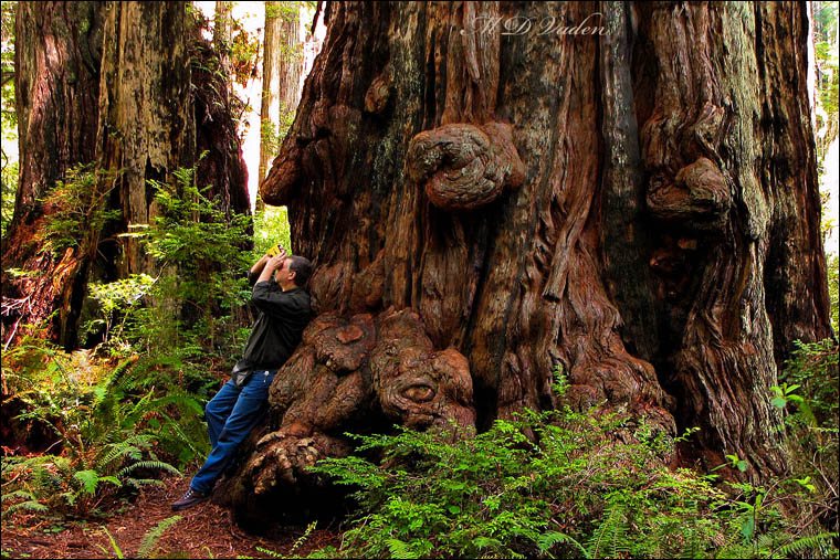 Gargoyle Redwood of Miners Ridge Trail