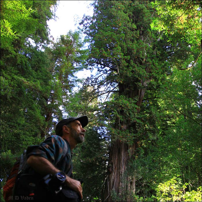 Atlas Grove Redwood Iluvatar from The Wild Trees book