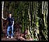 Michael Vaden by Boy Scout Redwood