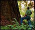 Third largest of coast redwoods