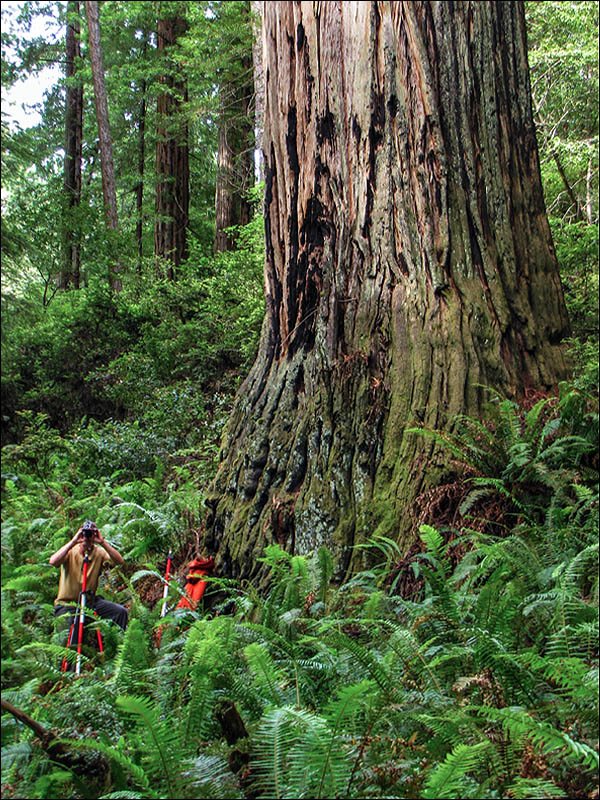Redwood Legend Chris Atkins measuring with a laser range finder in Prairie Creek Redwoods State Park Forest