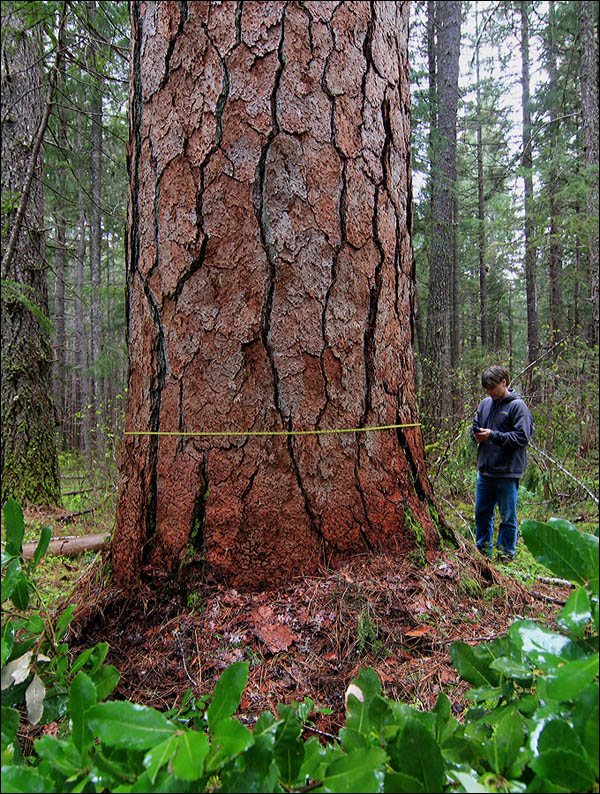 Redwood Legend Michael Taylor measures Ponderosa pine