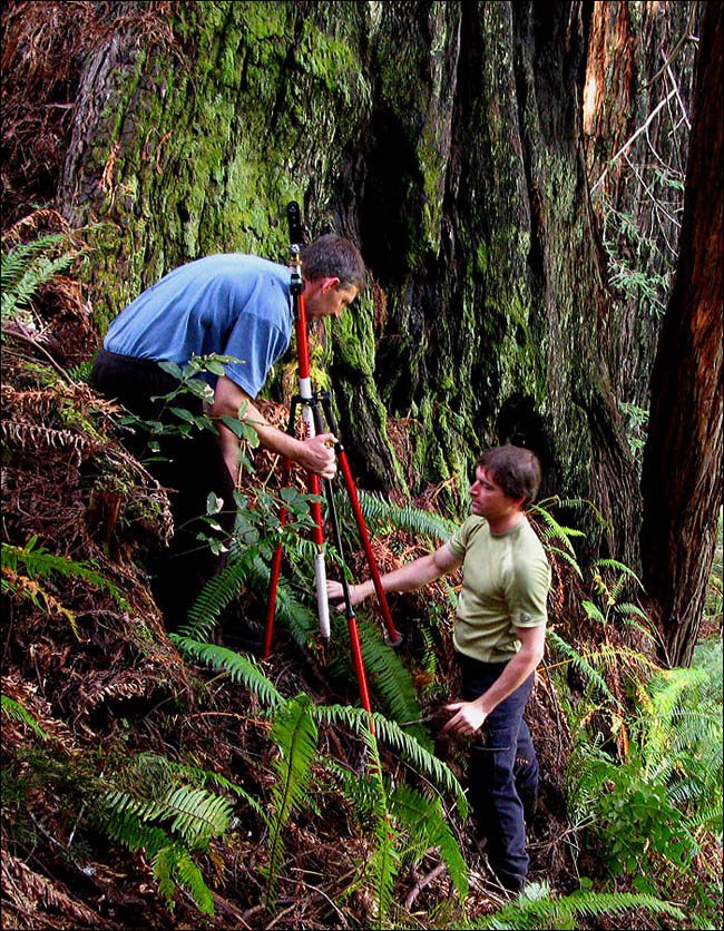 Redwood Legend Steve Sillett in Redwood National Park