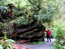 redwood log in old growth forest