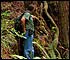 Lost Groves Super Colossus redwood