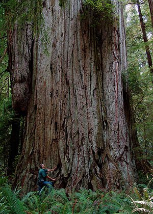 Location of the largest redwoods in California - big tree hunters