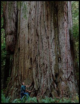 Redwoods in California