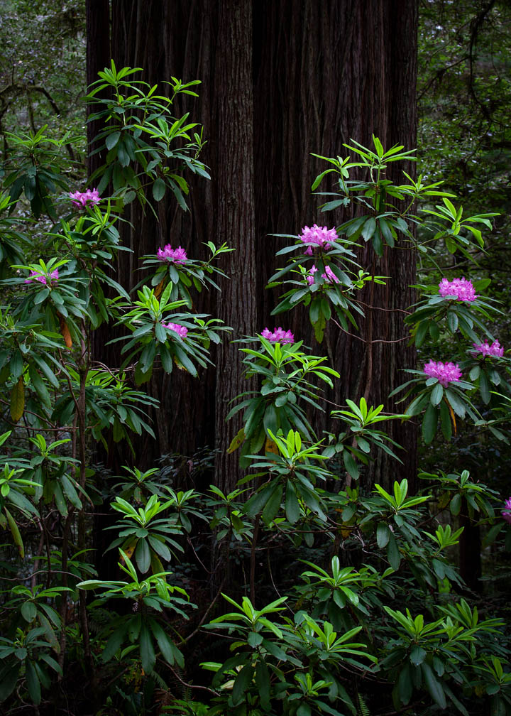 Photograph of Rhododendron macrophyllum in a Coast Redwoods park