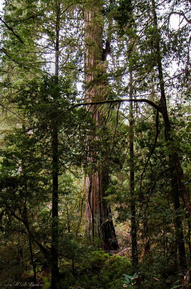 Redwood Sacagawea in Prairie Creek Redwoods State Park
