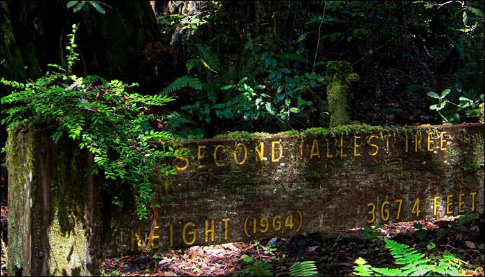 sign, second tallest redwood 1964, Dr. Paul Zahl