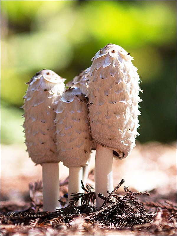shaggy mane mushroom in redwood national and state parks
