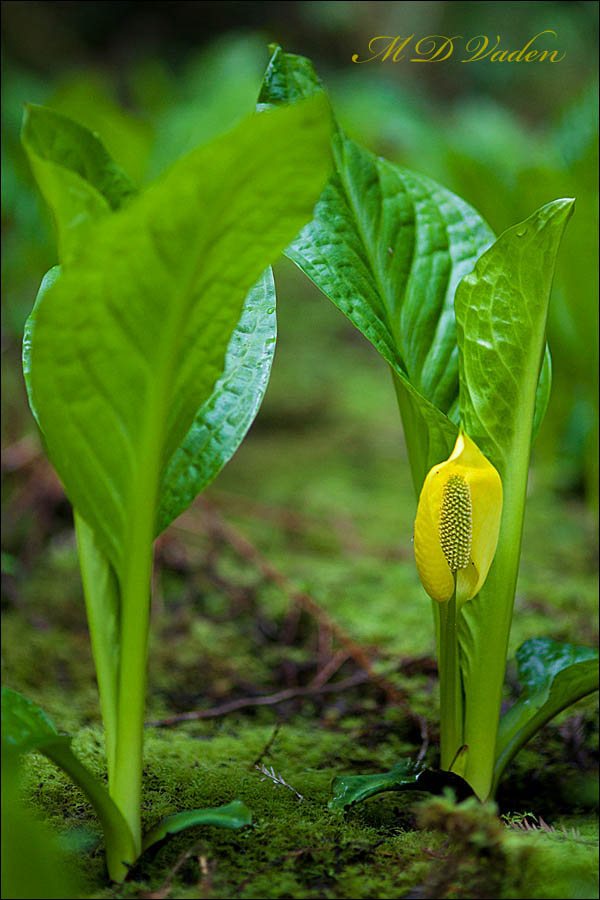 Skunk Cabbage flowers and leaves in Coast Redwood Forest