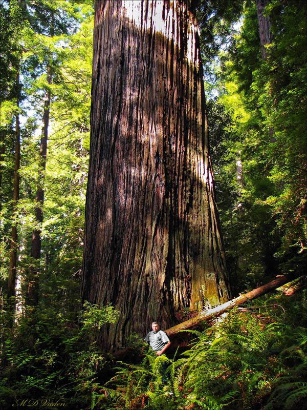 Huge redwood in Prairie Creek Redwoods