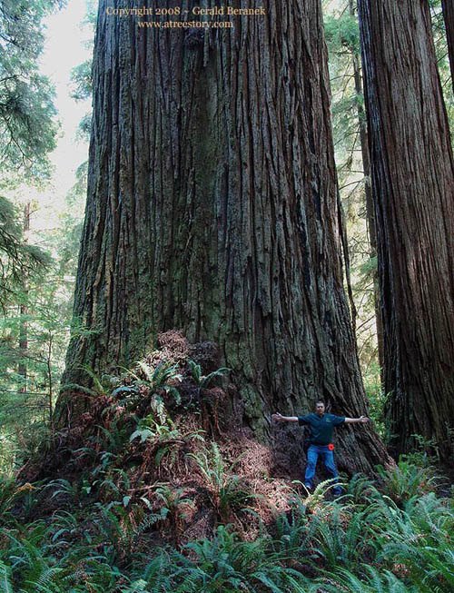 Redwood Screaming Titans found by Sillett and Taylor on Day of Discovery