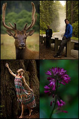 Redwood Guided Tours and Photography