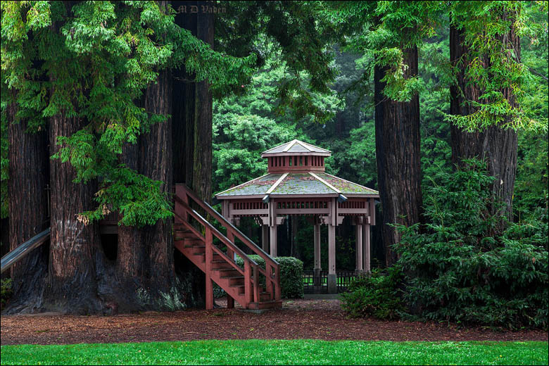 Sequoia Park trails and redwoods in Eureka, Humboldt