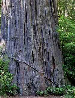 Redwood trunk reported as cut by vandals at Ladybird Johnson Grove
