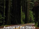Avenue of the Giants near Redcrest and Fortuna