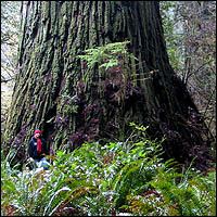 Del Norte Titan Redwood