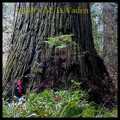 Del Norte Titan Redwood