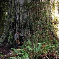 Grove of Titans Lost Monarch discovered by Sillett and Taylor