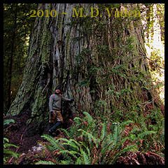 Grove of Titans Lost Monarch discovered by Sillett and Taylor